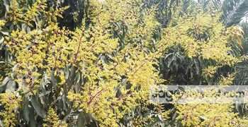 পৌষেই মুকুল পাল্টে গেছে ফলনের সময়