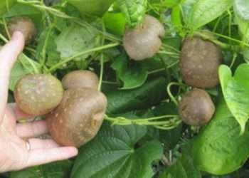 টাঙ্গাইল মধুপুরে নৃ-গোষ্ঠির ঐতিহ্যবাহী বন আলু সুস্বাদু ও পুষ্টিগুণে ভরপুর