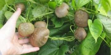 টাঙ্গাইল মধুপুরে নৃ-গোষ্ঠির ঐতিহ্যবাহী বন আলু সুস্বাদু ও পুষ্টিগুণে ভরপুর