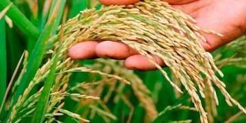 প্রোটিন সমৃদ্ধ দুটি নতুন জাতের ধান অনুমোদন পেল