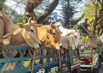 গহীন পাহাড় থেকে ২৭টি বার্মিজ গরু জব্দ