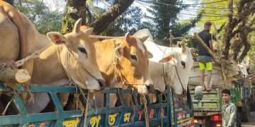 গহীন পাহাড় থেকে ২৭টি বার্মিজ গরু জব্দ