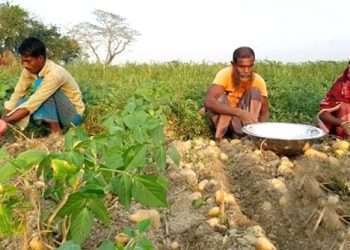 শীতের কারণে আলুর আকার ও ফলন ভালো হয়েছে