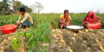 শীতের কারণে আলুর আকার ও ফলন ভালো হয়েছে