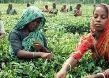 সংকটে চা শিল্প