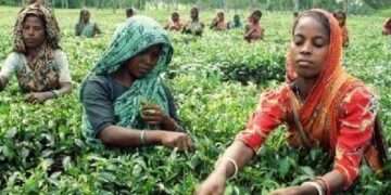 সংকটে চা শিল্প