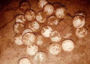 পাওয়া গেল কচ্ছপের ১৩২টি ডিম