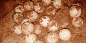 পাওয়া গেল কচ্ছপের ১৩২টি ডিম