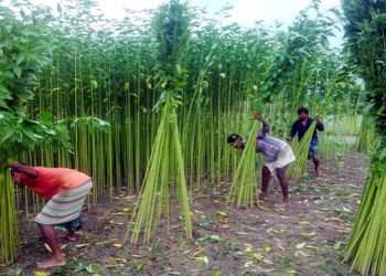 পাটচাষে আগ্রহ কমছে কৃষকের