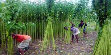 পাটচাষে আগ্রহ কমছে কৃষকের