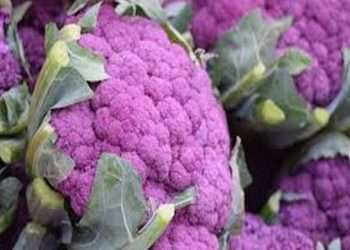 জয়পুরহাটে বেগুনী ফুলকপি চাষে লাভবান কৃষক