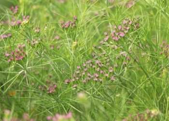 জিরা চাষে সাড়া ফেলেছেন নওগাঁর কৃষক