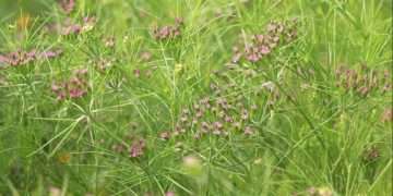 জিরা চাষে সাড়া ফেলেছেন নওগাঁর কৃষক