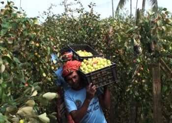 নাটোরের কুলের খ্যাতি দেশজুড়ে