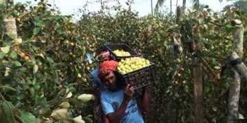 নাটোরের কুলের খ্যাতি দেশজুড়ে