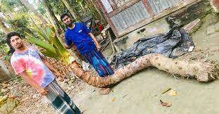 কচু লম্বায় ১১ ফুট, ওজন ৮০ কেজি