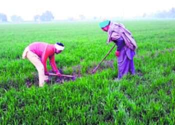 কৃষকরা খেতখামারে, ঘুমধুমে খুলেছে দোকানপাট
