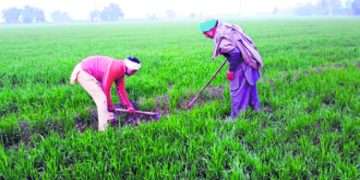 কৃষকরা খেতখামারে, ঘুমধুমে খুলেছে দোকানপাট