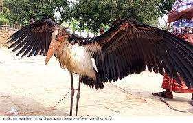 মদনটাক পাখি উদ্ধার