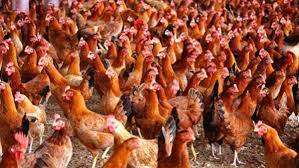 দাম বেড়েছে মুরগির