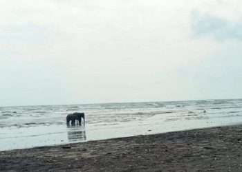 নাফ নদে রক্ষা শাহপরীর