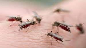 চোখ রাঙাচ্ছে কিউলেক্স