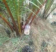 গোল গাছের গুড় খেতে কেমন?