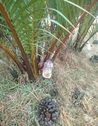 গোল গাছের গুড় খেতে কেমন?