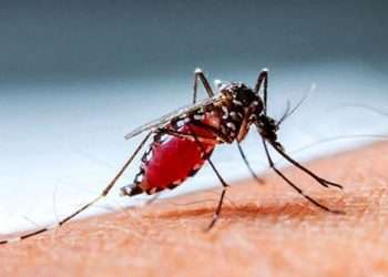 দূষিত পানি কিউলেক্স মশার প্রজননের বড় উৎস