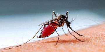 দূষিত পানি কিউলেক্স মশার প্রজননের বড় উৎস