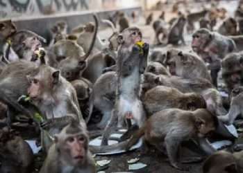 বানরের অভয়ারণ্য হচ্ছে এক শহর