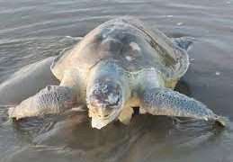 উখিয়ার সমুদ্র উপকূলে ভেসে আসছে মৃত মা-কাছিম