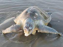 উখিয়ার সমুদ্র উপকূলে ভেসে আসছে মৃত মা-কাছিম