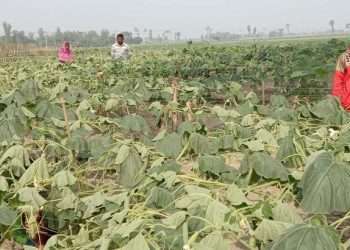 লাউ গাছের সঙ্গে এ কেমন শত্রুতা