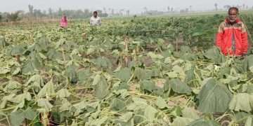 লাউ গাছের সঙ্গে এ কেমন শত্রুতা