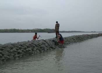 ২০০ একর প্যারাবন দখল করে চিংড়ি ঘের