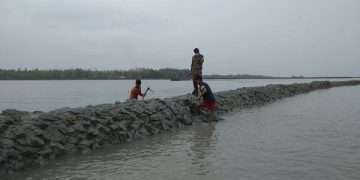 ২০০ একর প্যারাবন দখল করে চিংড়ি ঘের