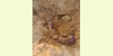 হাতির মাংস খেয়ে পুঁতে রাখা হয় হাড়গোড়