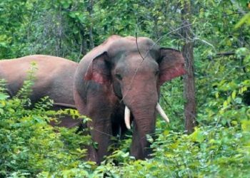 পাহাড়ের বাসিন্দাদের ঘুম কাড়ছে হাতি