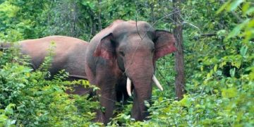 পাহাড়ের বাসিন্দাদের ঘুম কাড়ছে হাতি
