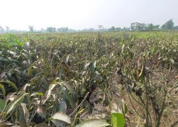 তীব্র তাপদাহে মরে যাচ্ছে চা বাগান