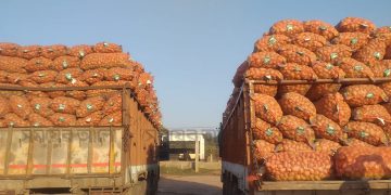 আলু আমদানি স্বাভাবিক থাকলেও বেড়েছে দাম