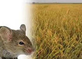 সৈয়দপুরে বোরো খেতের ইঁদুর তাড়াতে পলিথিন ঝাণ্ডা