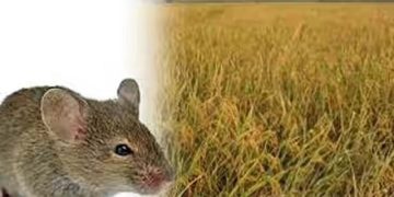 সৈয়দপুরে বোরো খেতের ইঁদুর তাড়াতে পলিথিন ঝাণ্ডা