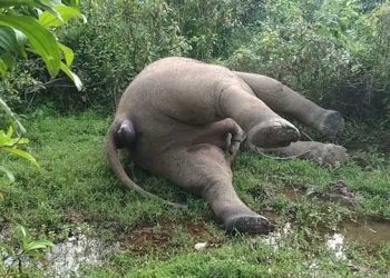 মৃত হাতির দাঁত খুলে নিল কারা