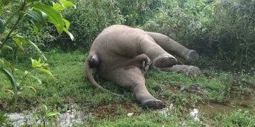 মৃত হাতির দাঁত খুলে নিল কারা