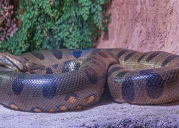 ভারতে মিলল বিশ্বের সবচেয়ে বড় সাপের জীবাশ্ম