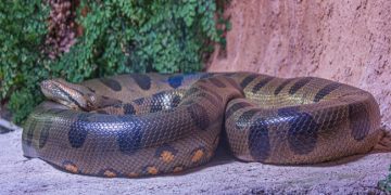 ভারতে মিলল বিশ্বের সবচেয়ে বড় সাপের জীবাশ্ম