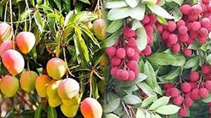 বৃষ্টি আম লিচুর জন্য টনিক