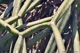 আদি কথা (এম এ ওয়াহাব)